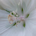 Close-up of a white atractylodes flower with visible stamens and pistil.