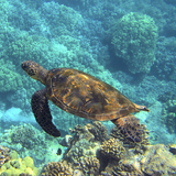 Marine Life - Turtle Swimming without any plastic pollution worries.