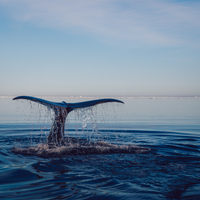 Why Choose Sustainable Products for a Plastic-Free Future?