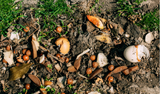 Home compost showing food waste levft overs being composted at home. 