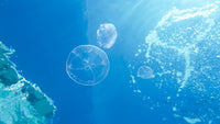 Jelly Fish caught by our underwater photographer Ashlyn Underwater