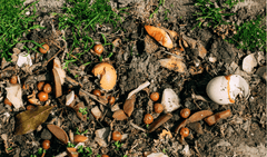 The Ultimate Guide to Reducing Food Waste: Composting and Practical Tips for Every Household - My Green Routine