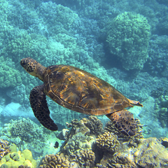 Understanding the Impact of Plastic on the Environment and Human Health - My Green Routine