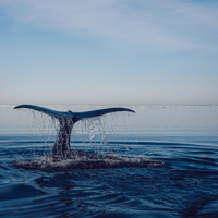 Why Choose Sustainable Products for a Plastic-Free Future? - My Green Routine