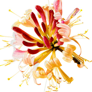 Close-up of a vibrant flower arrangement with red, pink, and yellow hues on a white background.