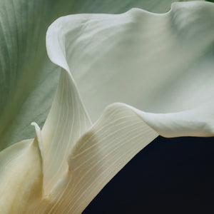 Close-up of a white calla lily flower with a blurred green background