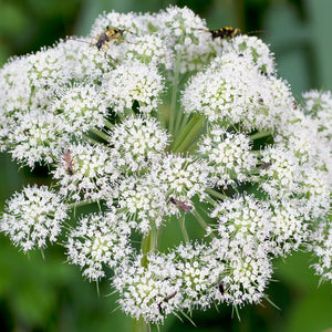 Close-up of a White Angelica flower with small insects on a green background