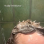 Mini Agave Plant Loofah Disc - My Green Routine