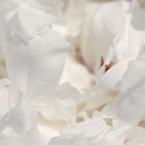 Close-up of white peony flowers with a soft focus